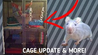 Pet Rat Cage Update & More!