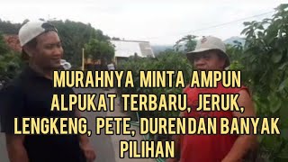 MURAHNYA BIKIN KEDER, ALPUKAT TERBARU, PETE, JERUK dll TINGGI 2 METER CEPAT BERBUAH SIAP KIRIM