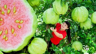 How to Harvest Guava, Goes To The Market Sell - Harvesting and Cooking | Tieu Vy Daily Life