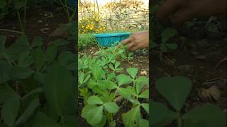 harvesting fenugreek for making vegetable #nature #farming #fenugreek #shorts