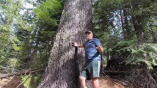 The Sugar Cone Pine - Pinus lambertiana