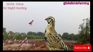 Summer Quail Hunting Sound||Bater ki awaz || Batair ki awaz si SHIKAR || Quail sound volume 35