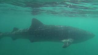 Diving in Cabo and Whale shark tour of La Paz