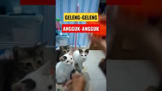 #short geleng-geleng Angguk-Angguk- KUCING LUCU IMUT KALAU LAGI MAIN