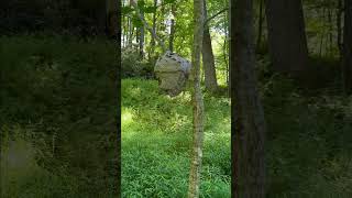 Wild Hornets Nest on Boone Trail Loop Trail. Julian Price Memorial Park near Blowing Rock NC #Shorts