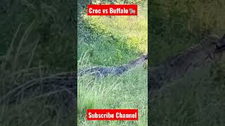 Croc 🐊🐊 vs Buffalo🐃 attitude #animals #shorts #youtube #viral #shortsfeed