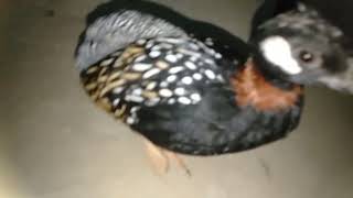 black Sindhi francolin/Black francolin/کالے تیتر کی آواز/کالے تیتر کی بولی/تیتر/سندھی تیتر