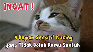 KAMU HARUS TAU | | INILAH BAGIAN TUBUH KUCING YANG TIDAK BOLEH DISENTUH