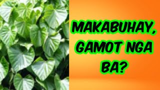 Makabuhay, Bagong Tuklas na Gamot