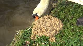 Zwanenvoer opnemen door Witje