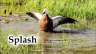 Mid Winter Paradise Ducks Joyful Splash in Pond #4k #birds #birdsong #ducks #newzealand