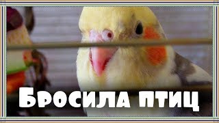 ПтицеНОВОСТИ. Уехала и оставила своих птиц одних....