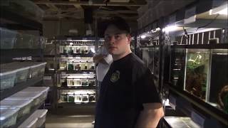 Fish Room Tour Of Jeremy Basch / Breeding Killifish / Species Identification