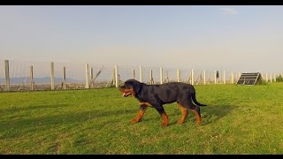 Puppy Socialization - Rottweiler