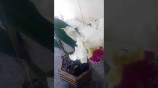 Floração C.Mikki Nagatta 06/07/2018