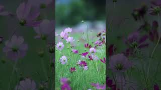 Background video WhatsApp status background reels short video TikTok aesthetic #aesthetic Part - 102