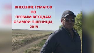 ВНЕСЕНИЕ ГУМАТОВ ПО ПЕРВЫМ ВСХОДАМ ОЗИМОЙ ПШЕНИЦЫ 2019