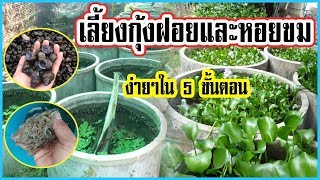 เลี้ยงกุ้งฝอยและหอยขม | ในวงบ่อซีเมนต์ |  ง่ายๆใน 5 ขั้นตอน |