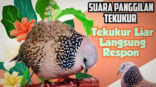 🔴 SUARA PANGGILAN BURUNG TEKUKUR, PALING COCOK UNTUK MEMANGGIL KOLONI TEKUKUR || Langsung Respon