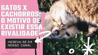 GATOS VS CACHORROS: O MOTIVO DELES SEMPRE (OU QUASE) SE ODIAREM