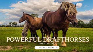 Want POWERFUL Drafthorses? Watch This Now Interesting Facts