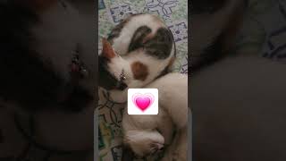 Cuteness Overloaded // Dil ki baten #kittensmeowing #urduvlogs #funnyvideo