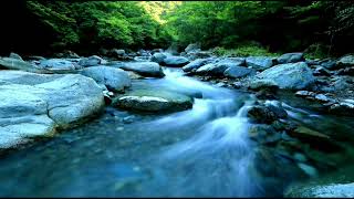 Escape to Tranquility: Immerse Yourself in 1 Hour of Soothing River Flow