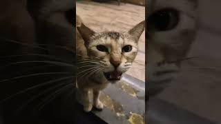 #cat#catlover#catshorts #catsofyoutube #straycat #catholic#catvideo #shortvideo #youtubeshorts#love