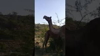 Camel Milking in Thar Desert ❣️