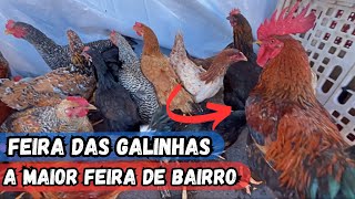 VEJA A FEIRA DAS GALINHAS TRADICIONAL DO BAIRRO BRASILIA EM ARAPIRACA-AL #nordeste (12-09-2024)