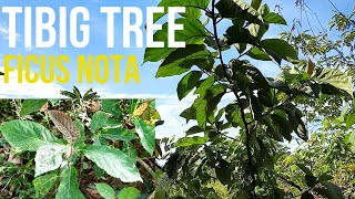 Tibig Tree Ficus nota (Philippine Native Trees)