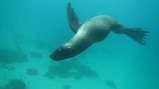 Curious Sealion checks out my catch