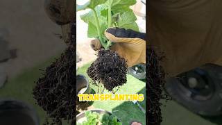 Cucumber Transplant 🥒🌱 #zone9b #gardeningtips #homesteading #homestead #organicgardening #cucumber