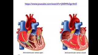 Bio4_Module11_Ch20_Heart part 4