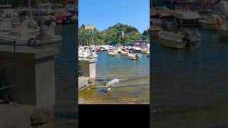 The Portofino millionaire seagull  #travel #italy #portofino #animals