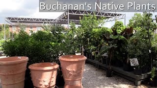 Buchanan's Native Plants in The Heights