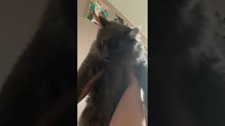 Широкий котзилла #тикток #смешноевидео #юмор #видеоскотами #котики #tiktok #коты