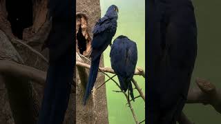 Birds#usa #birds #bronxzoo