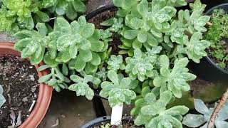 Suculentas após chuva. Douglas Hut, Frost, Xangrila, Adolphii, Obesum, Letizia