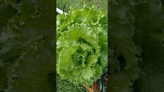 Look at the size of this lettuce