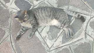 Un gatto a Venezia