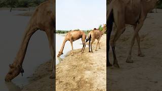 Camels at the pond #shorts