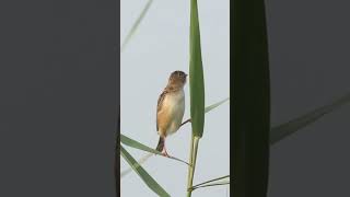 Zitting Cisticola makes Love call for her partner#shortsyoutube #ytshorts