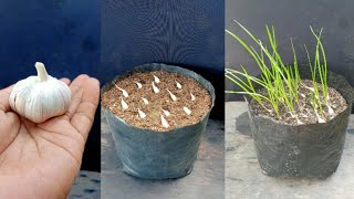 SAVE SOME MONEY BY GROWING GARLIC IN YOUR HOME GARDEN ,IT IS VERY EASY, WATCH THIS