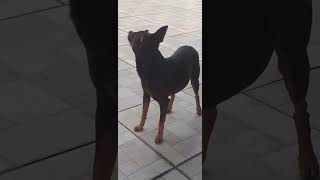 🐕🐕🐕 PINSCHER OBSERVANDO AS ARARAS #pinscher #dog #pet #cachorro @CeliaLima