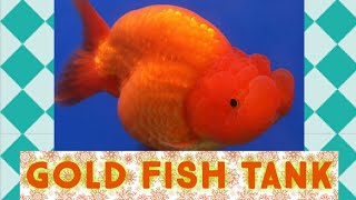 goldfish aquarium|goldfish tank setup|high quality goldfish|ranchu goldfish tank