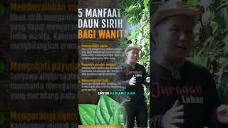 ADA YANG MASIH PAKAI DAUN SIRIH #shorts #daunsirih #juraganlahan #fyp