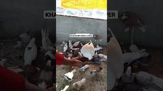 Hand Tame Pigeon 🥰 #youtubeshorts #viralshorts #shorts