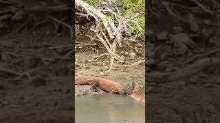 comodo dragon attack on deer #shorts #comododragonvsdeer