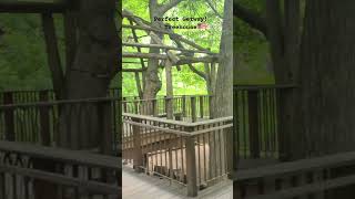 Tree Houses in USA. #america #usa #youtuber #youtubeshorts